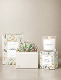 Succulents in gift box and candle. - Image 
