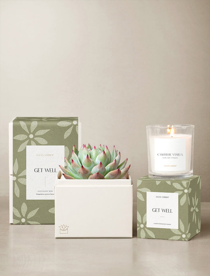 $1 succulents near me Succulent Gift Delivery | Get Well Gifts