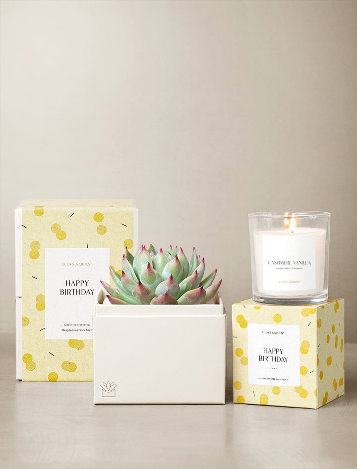 succulent and candle gift box Succulent Gift