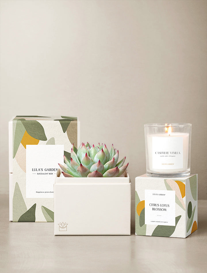 succulent scents Bliss Garden Gift Set | Succulent Gifting | Lula's Garden | Everyday Gifts