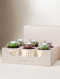 Lula's Favors 6-Pack Succulents - Celebrate - Image 
