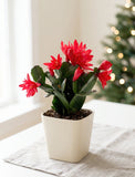 Holiday Christmas Cacti Plant - Image 