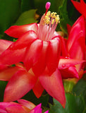 Holiday Christmas Cacti Plant - Image 