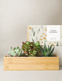 Forever Remembered Bamboo Jewel Garden & Picture Frame - Image 