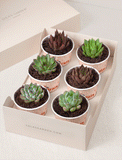 Lula's Favors 6-Pack Succulents - Congrats - Image 