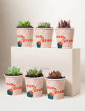 Lula's Favors 6-Pack Succulents - Congrats - Image 