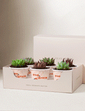 Lula's Favors 6-Pack Succulents - Congrats - Image 