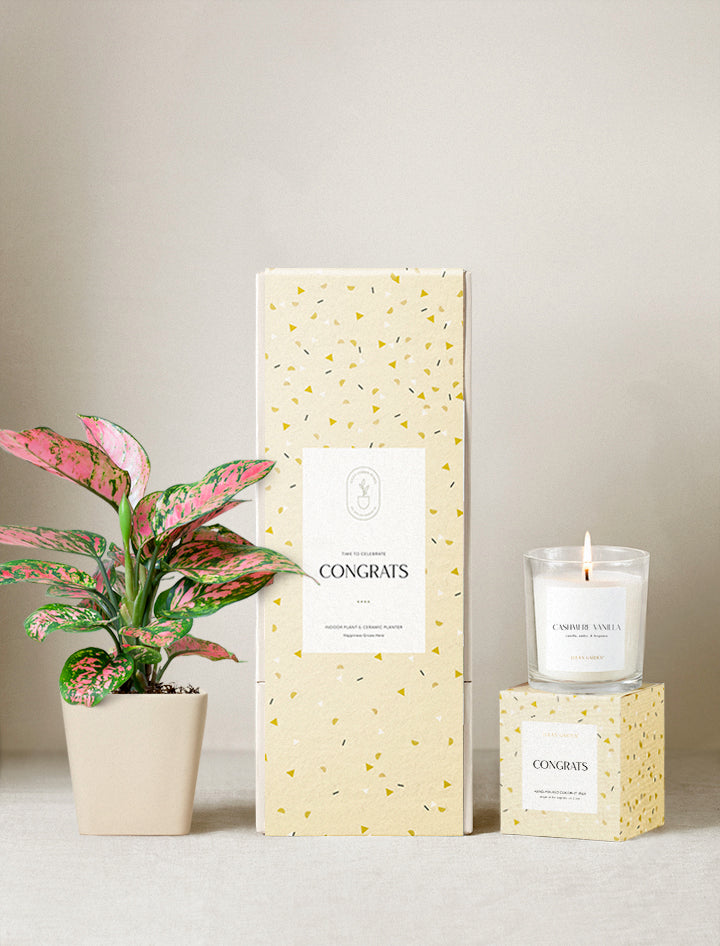 Congrats Gift | Plant Gifts | Best Gifts For Plant Lovers Peace Lily