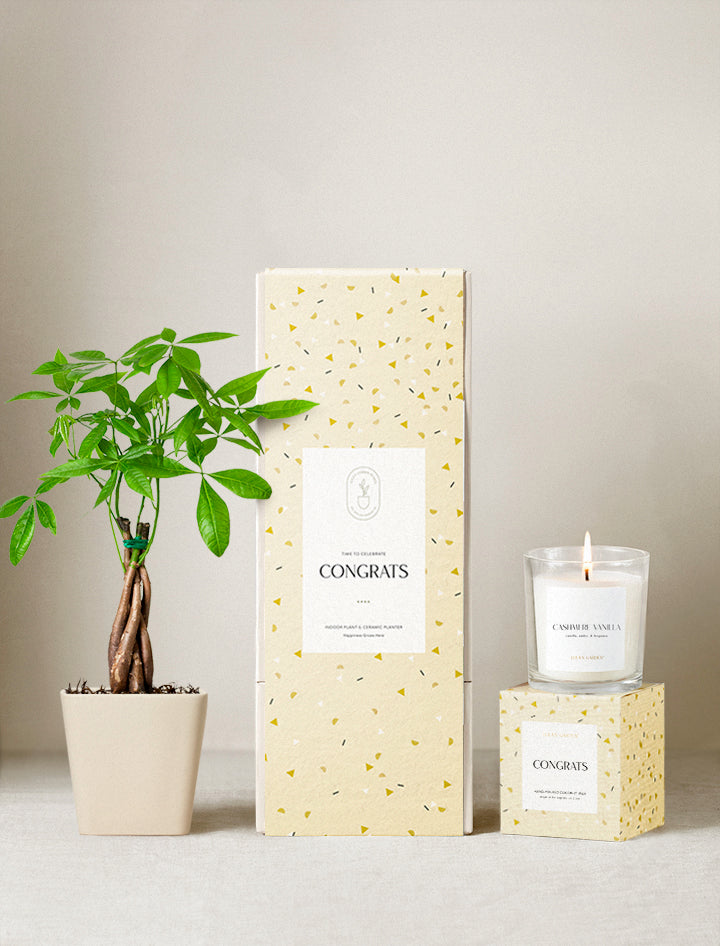 send a house plant gift Congrats Gift | Plant Gifts