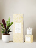 Congrats Plant Gift Set