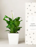Holiday Corporate Peace Lily Plant - Image 
