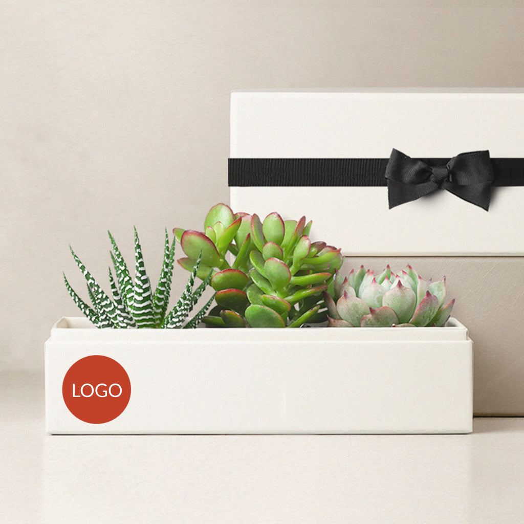 black tie succulent Succulent Gift Box