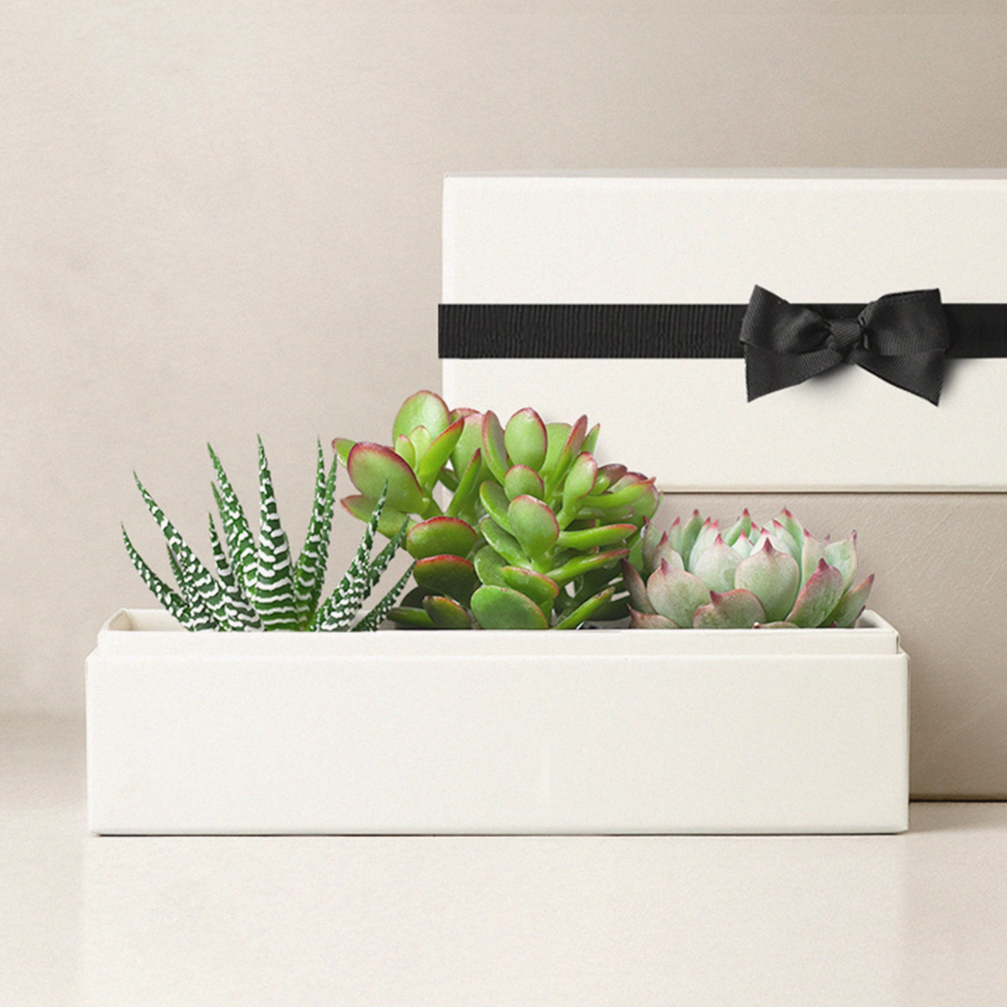 succulent bow tie Branded Succulent Desk