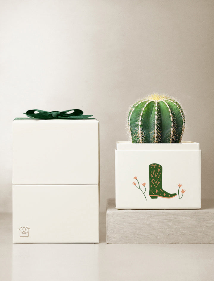 Summer Sun Cacti Garden