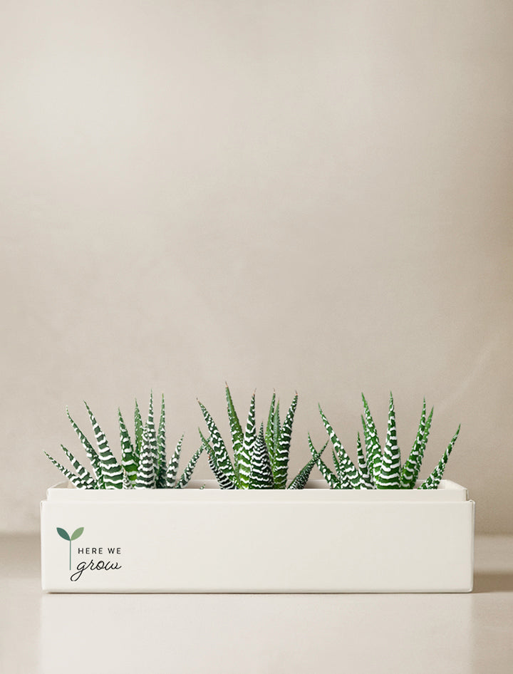 Back to School Zebra Deluxe Garden