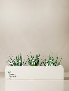 Back to School Zebra Deluxe Garden