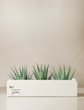 Back to School Zebra Deluxe Garden