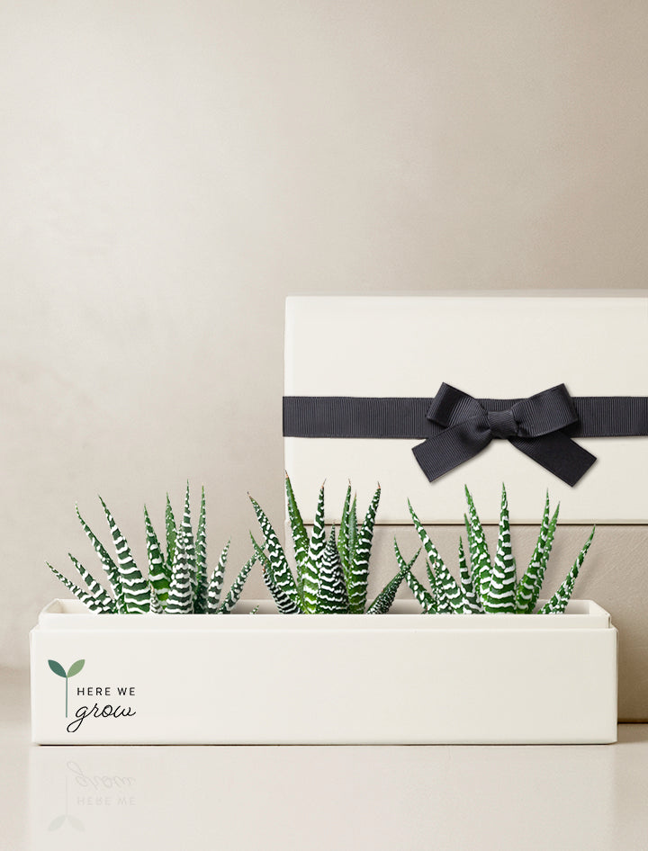 Back to School Zebra Deluxe Garden