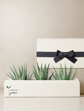 Back to School Zebra Deluxe Garden