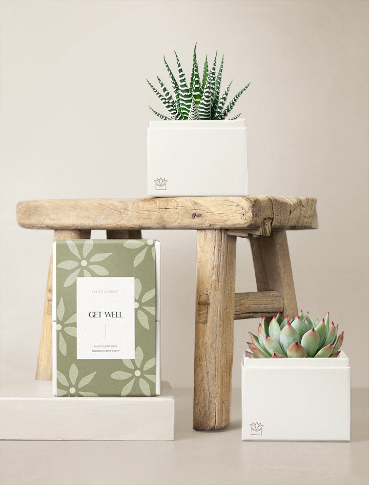 get well succulents Duet Garden | Get Well Gift | Succulent Plants Delivery