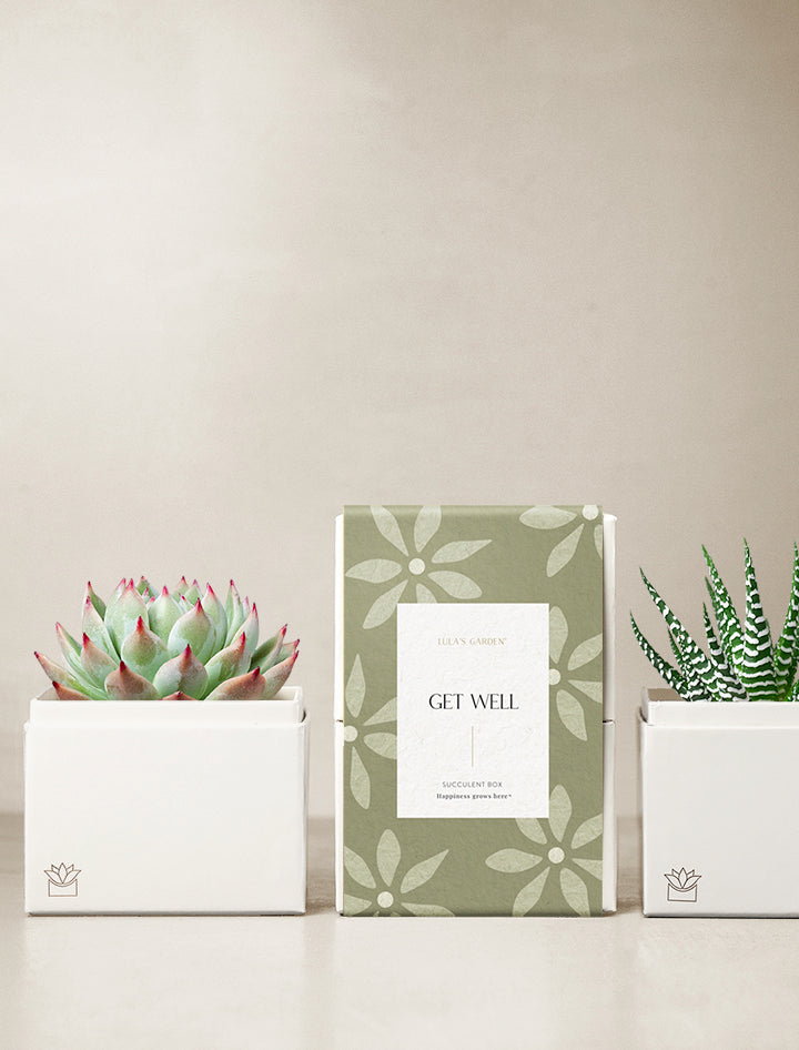 send a succulent gift Duet Garden | Get Well Gift | Succulent Plants Delivery