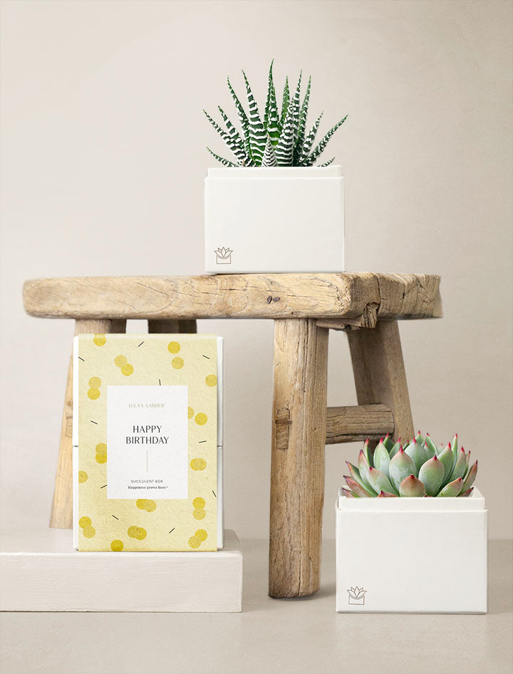 hb succulent Succulent Gift Delivery | Duet Succulent Garden