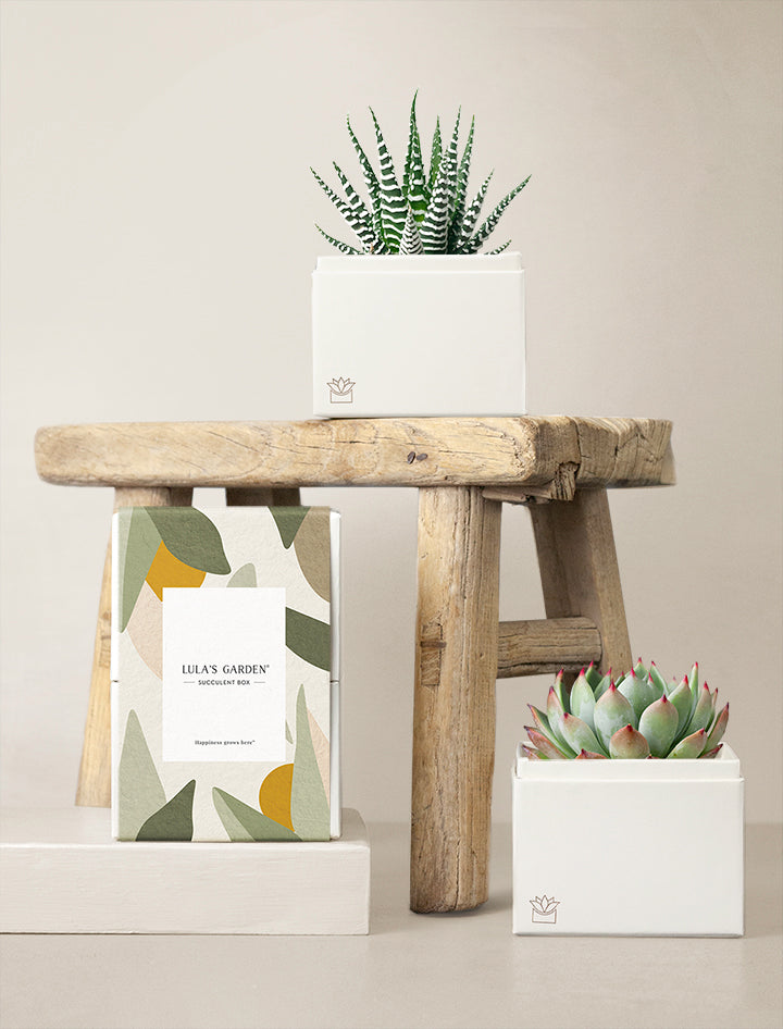 succulents delivered Duet Garden | Succulent Gift Box By Lula's Garden | Succulent Gift Delivery