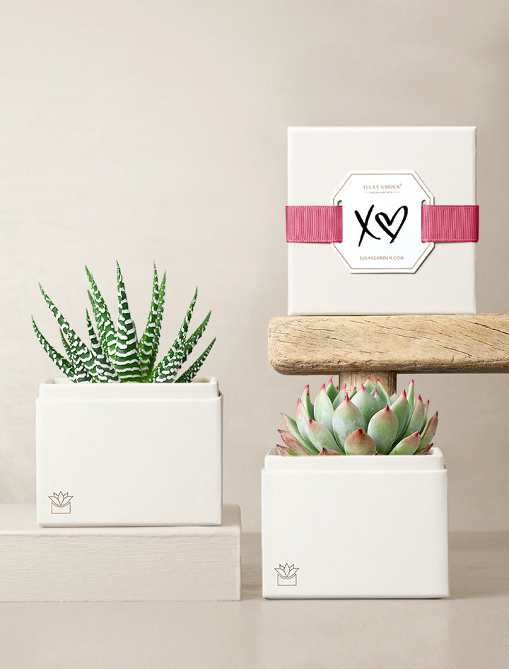 boxed succulents XO Jewel Garden l Succulent Gift l Unique Love Gifts