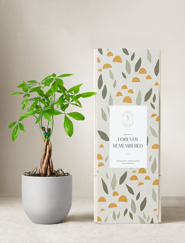 Money Tree Plant