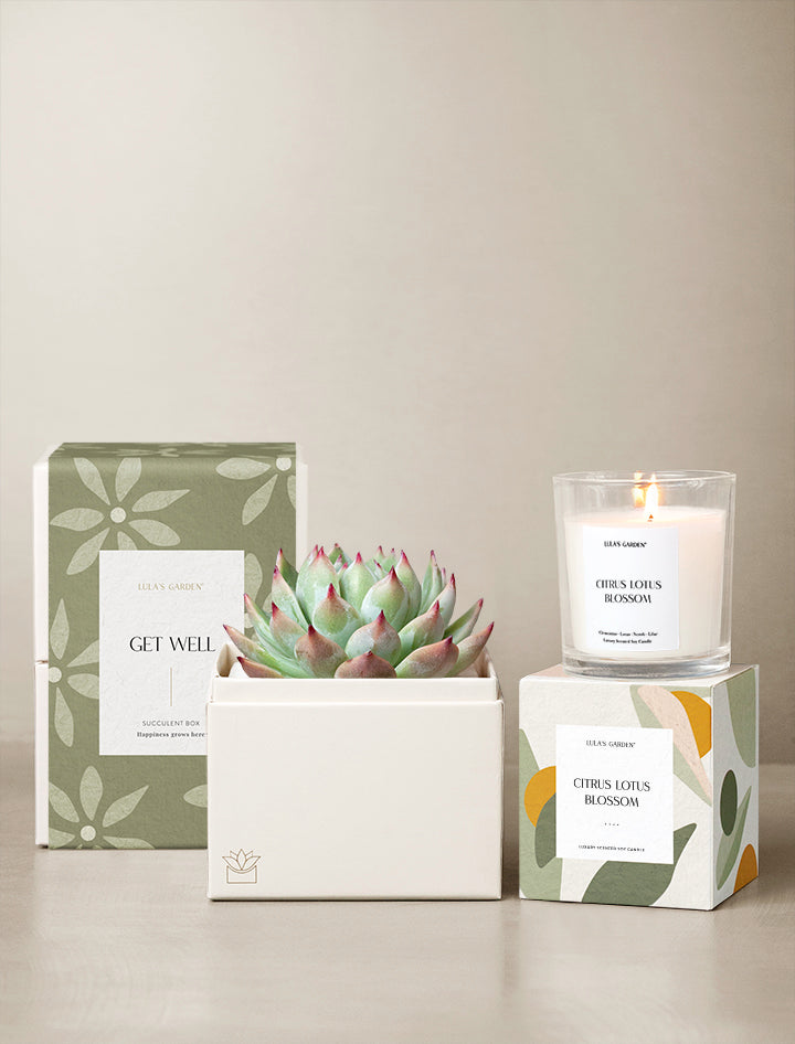 Get Well Bliss Garden Gift Set