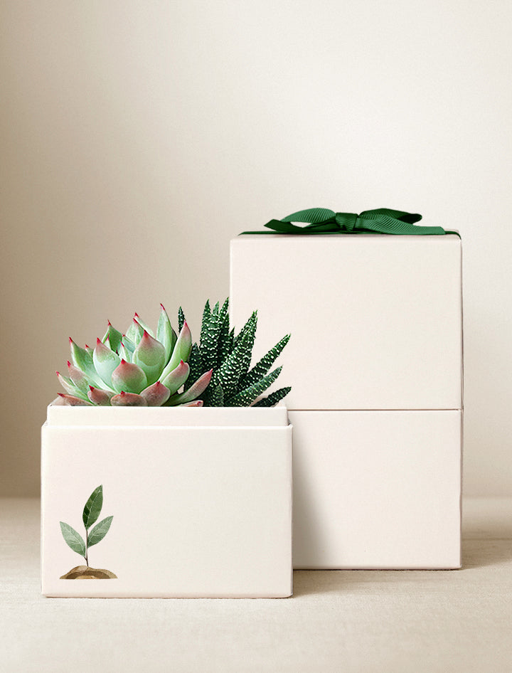 Lula's Garden ZZ Plant | Wellness Gift | Plant Gift | Plant Delivery