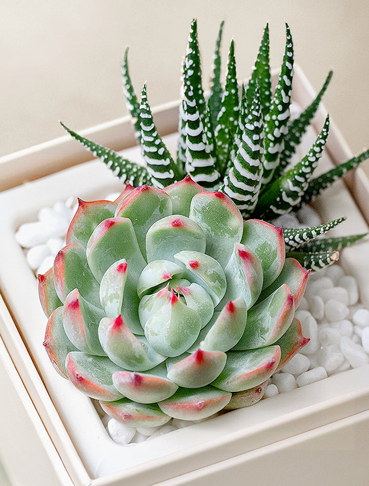 love succulents Succulent Plant | Best Gift for Plant Lovers | Show your Love