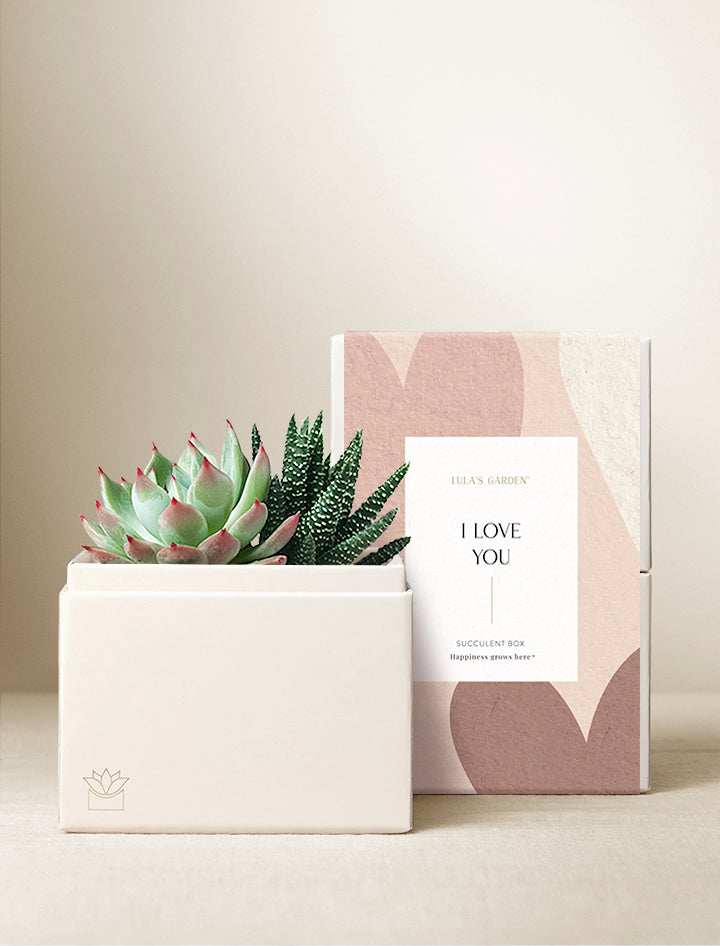 little sleepies succulent love Succulent Plant | Best Gift for Plant Lovers | Show your Love