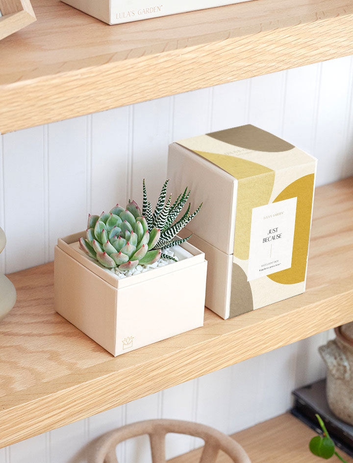 boxed succulents The Glow Garden | Succulent Gifting