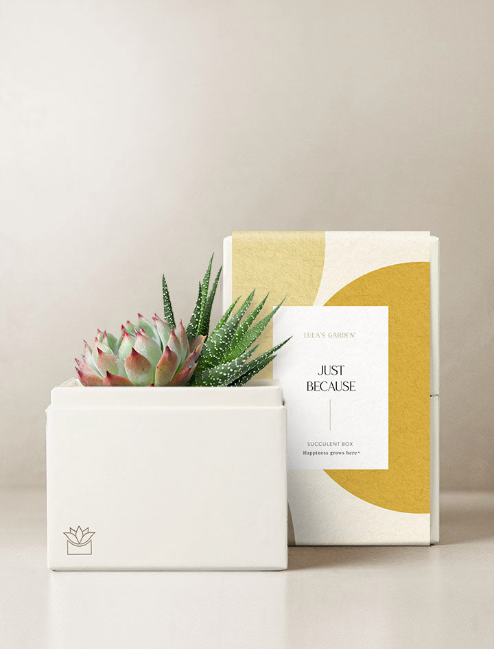 bliss succulent garden The Bliss Garden | Succulent Gifting