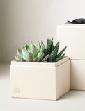 A small potted succulent arrangement in a cream-colored square planter box, styled next to stacked gift boxes on a neutral beige background. - Image 