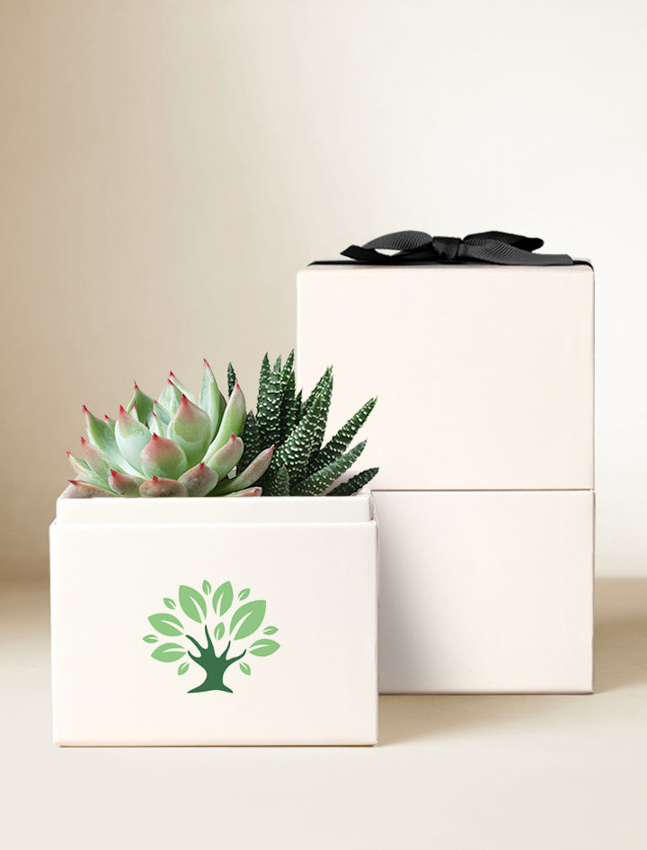custom succulent planter Custom Gift Delivery | Personalized Succulent Garden