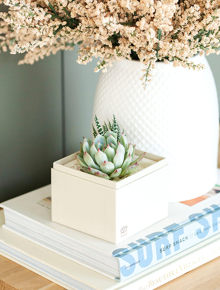 sweet and succulent shop Succulent Gift Plant Delivery | Forever Remembered Glow Garden by Lula's Garden