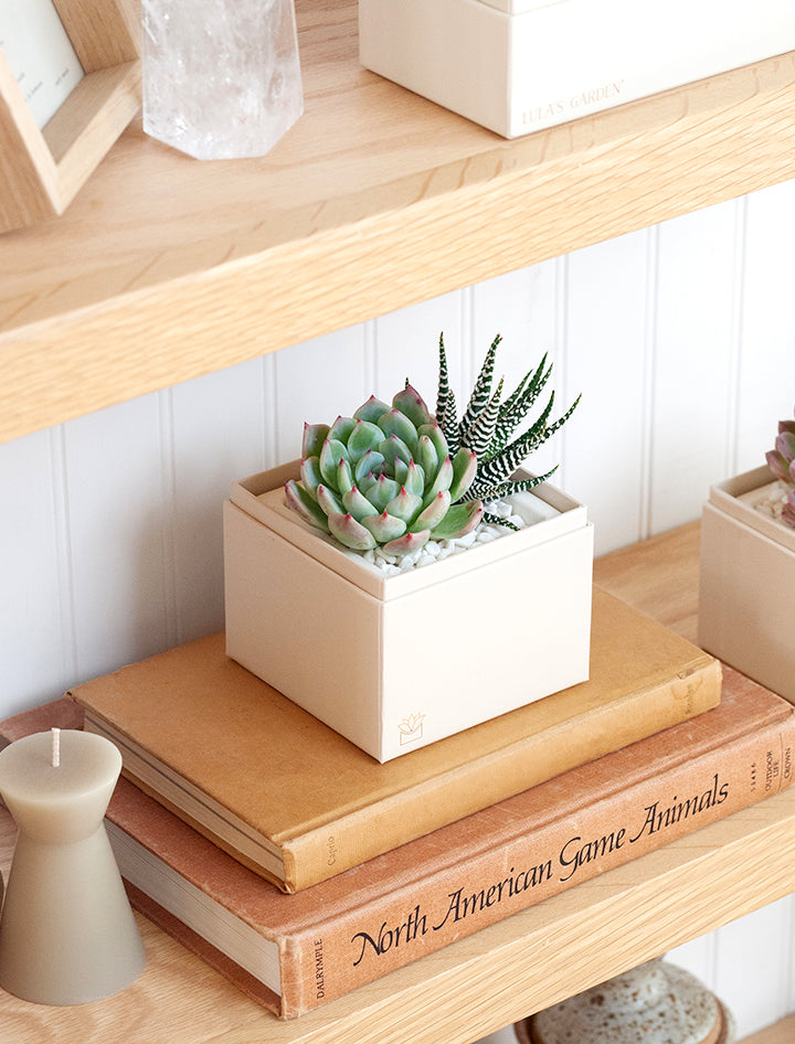 Succulent Gift Delivery | Get Well Gifts | Glow Succulent Garden