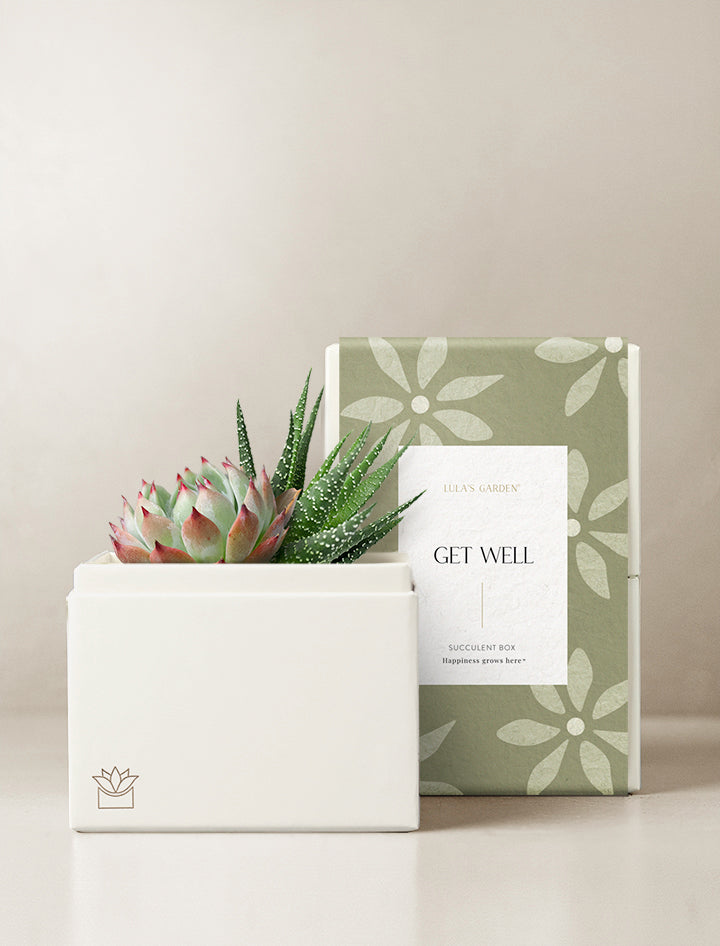 sending succulents as gifts Succulent Gift Delivery | Get Well Gifts