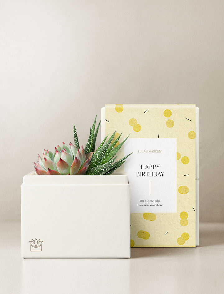 succulent gift delivery Glow Garden | Birthday Succulent Gift For Best Friend | Best Birthday Gift Idea