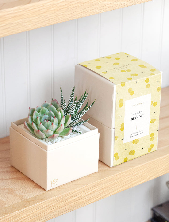 lulus garden succulent box Succulent Gift