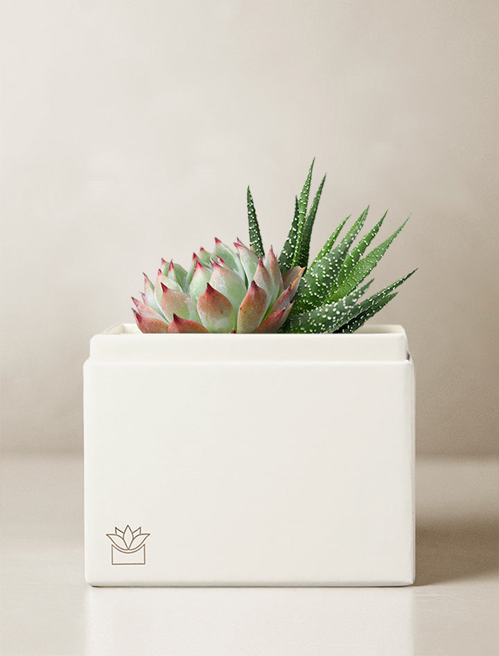 the garden succulents primer Succulent Gift