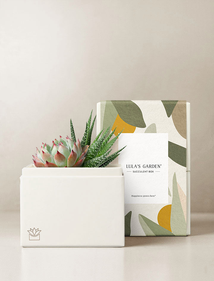 lula's garden succulent box care Succulent Gift Delivery | Lux Succulent Garden