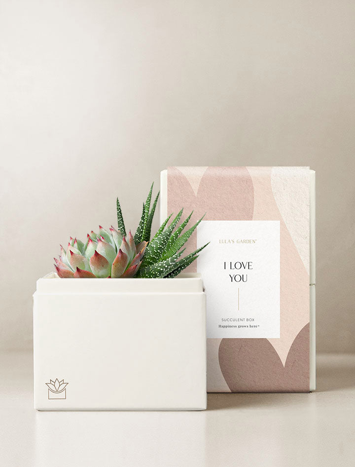 lula's garden succulent Cute Gifts For Girlfriend | Succulent Plant Gift Delivery