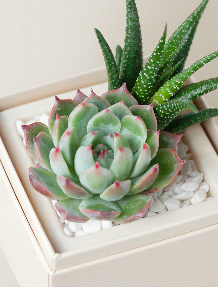 live succulents in white pots The Glow Garden | Succulent Gifting