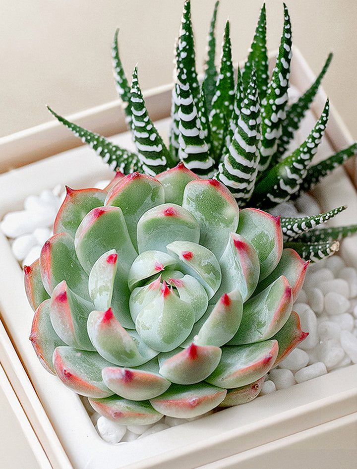 glowing succulent plant Mother's Day Gifts | Succulent Gardens | Lula's Garden