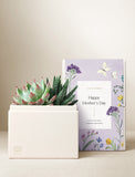 White square planter with green succulents next to a purple "Happy Mother's Day" gift box. - Image 