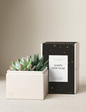 Two green succulents in a cream-colored gift box with a black Happy New Year sleeve featuring gold star accents. - Image 