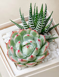 Succulents in gift box. - Image 